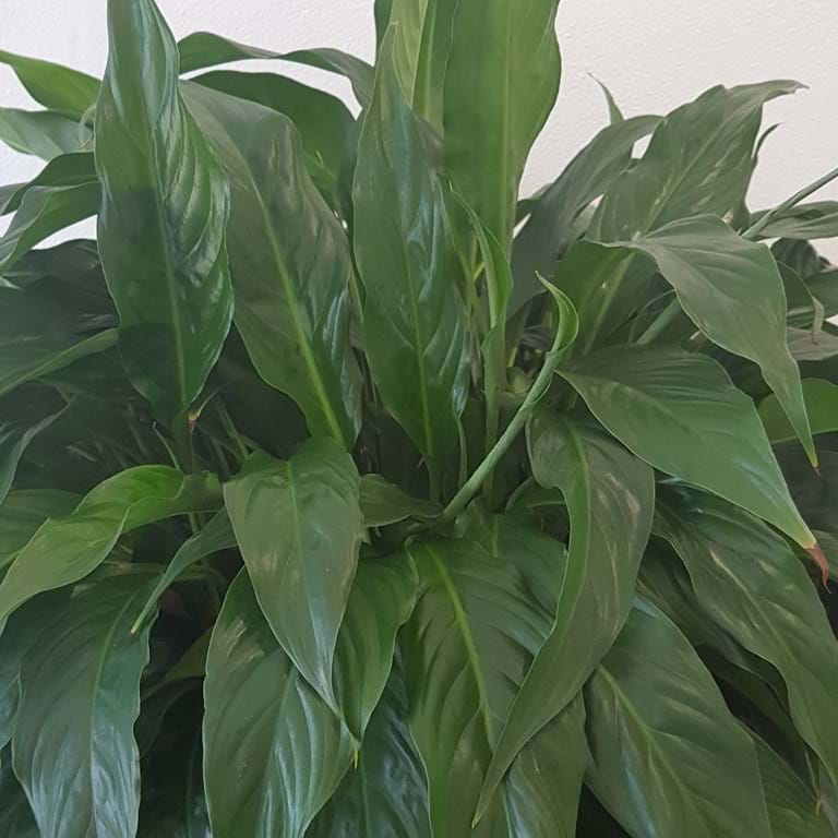 Spathyphyllum Indoor Plants