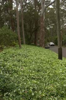 Trachelospermum jasminoides