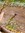 Corymbia