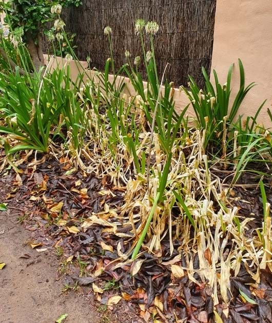 Agapanthus | Landscape Design | Outside Living