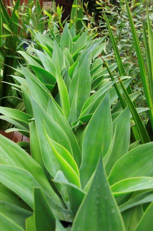 Agave attenuata | Landscape Design