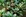 Imperial Bromeliad