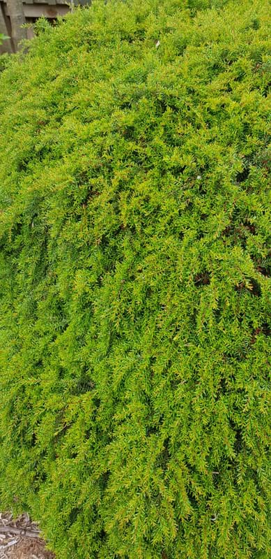 Baeckea virgata| Landscape Design