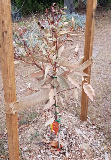 Corymbia | Landscape Design | Outside Living