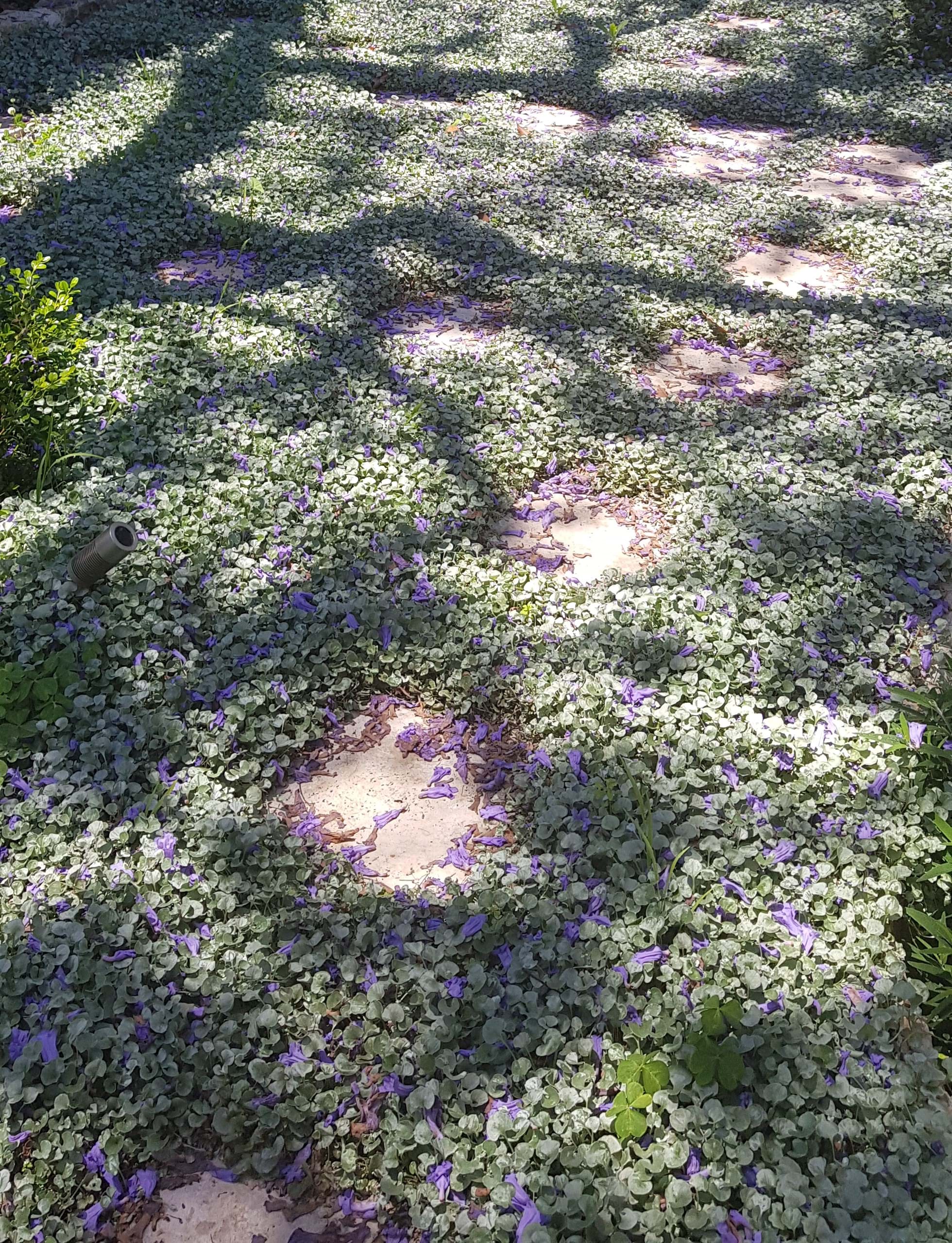 Dichondra argentea Silver Falls