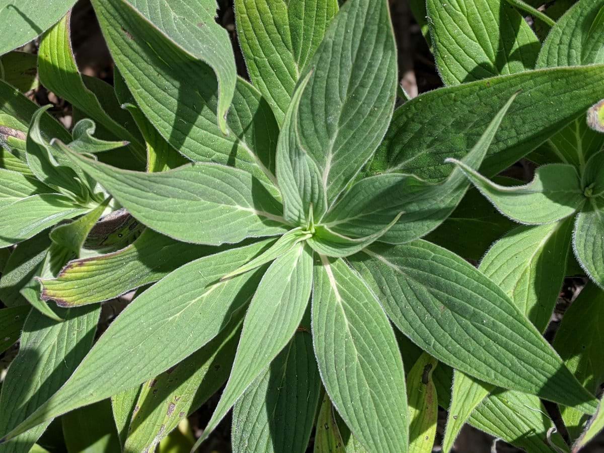 Echium Candicans echium-candicans