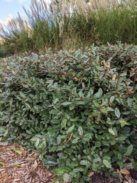 Elaeagnus macrophylla