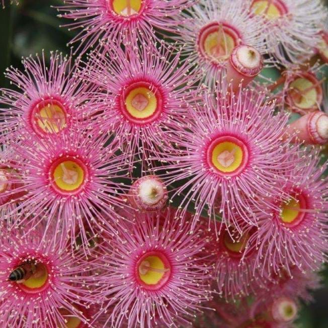 Hot in the City - how plants coped during a hot dry summer
