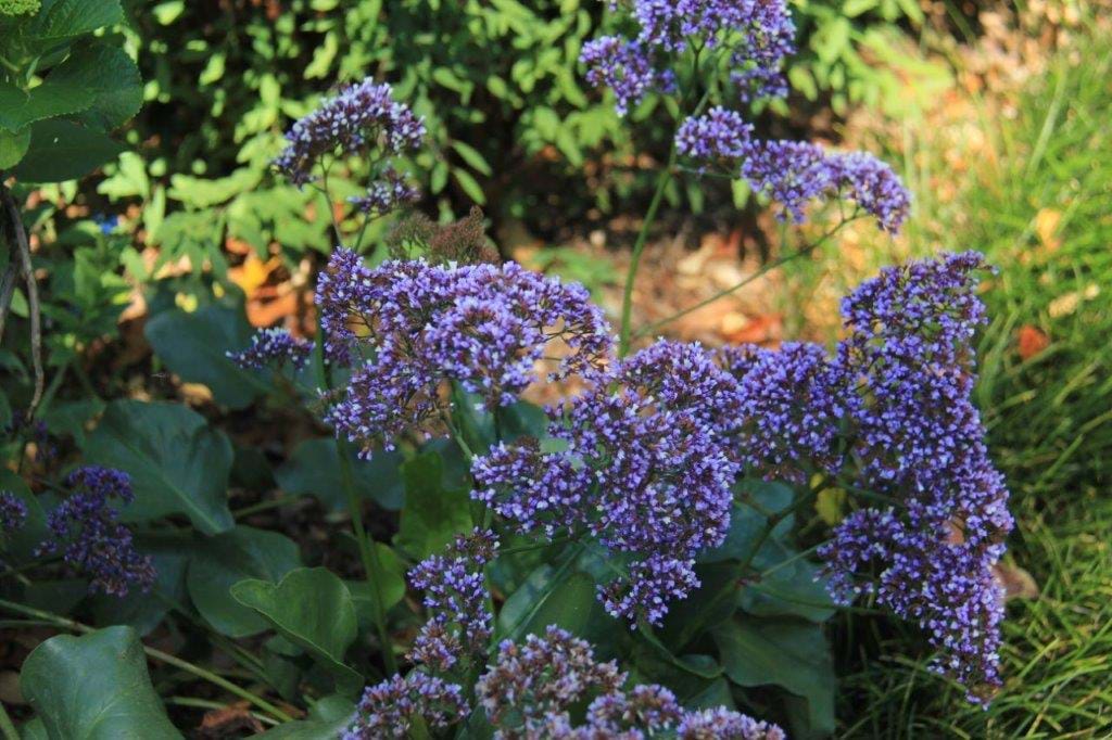 Limonium perezzi | Landscape Design