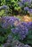Limonium perezzi | Landscape Design