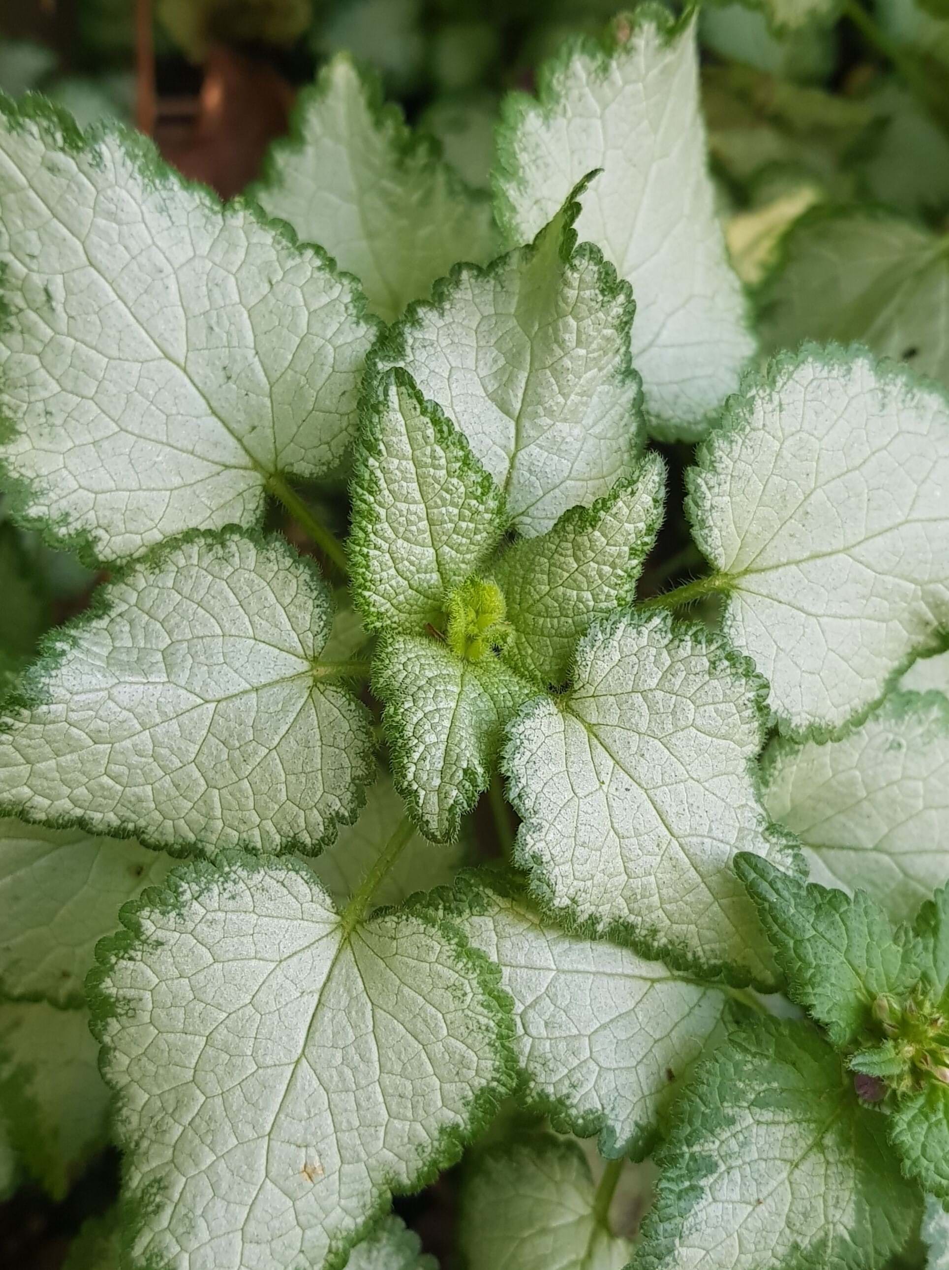 Lamium maculatum