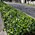 Hedera canariensis