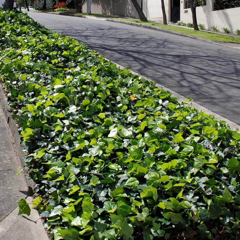 Hedera canariensis Lawn alternative