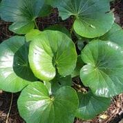 Ligularia reniformis