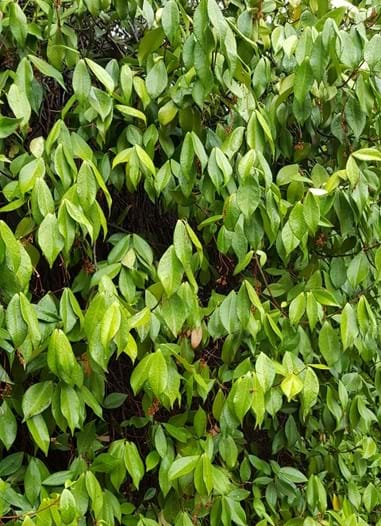 Trachelospermum jasminoides| Landscape Design