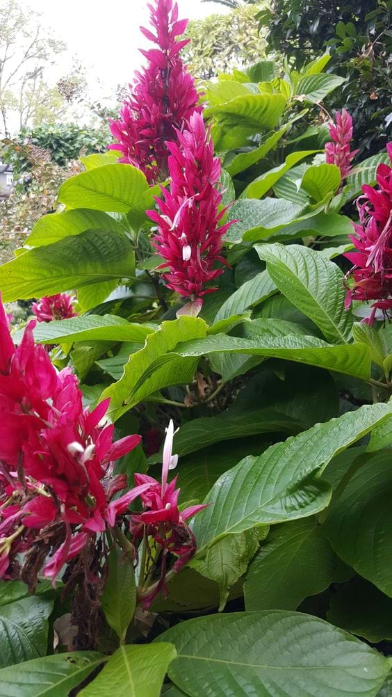 Megaskepasma erythrochlamys