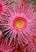Corymbia | Flowering Gum