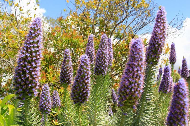 Echium candicans