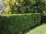 Hedges and Green Screens