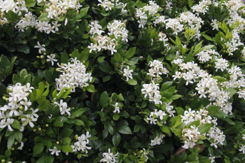 Murraya paniculata | Landscape Design
