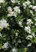 Murraya paniculata | Landscape Design