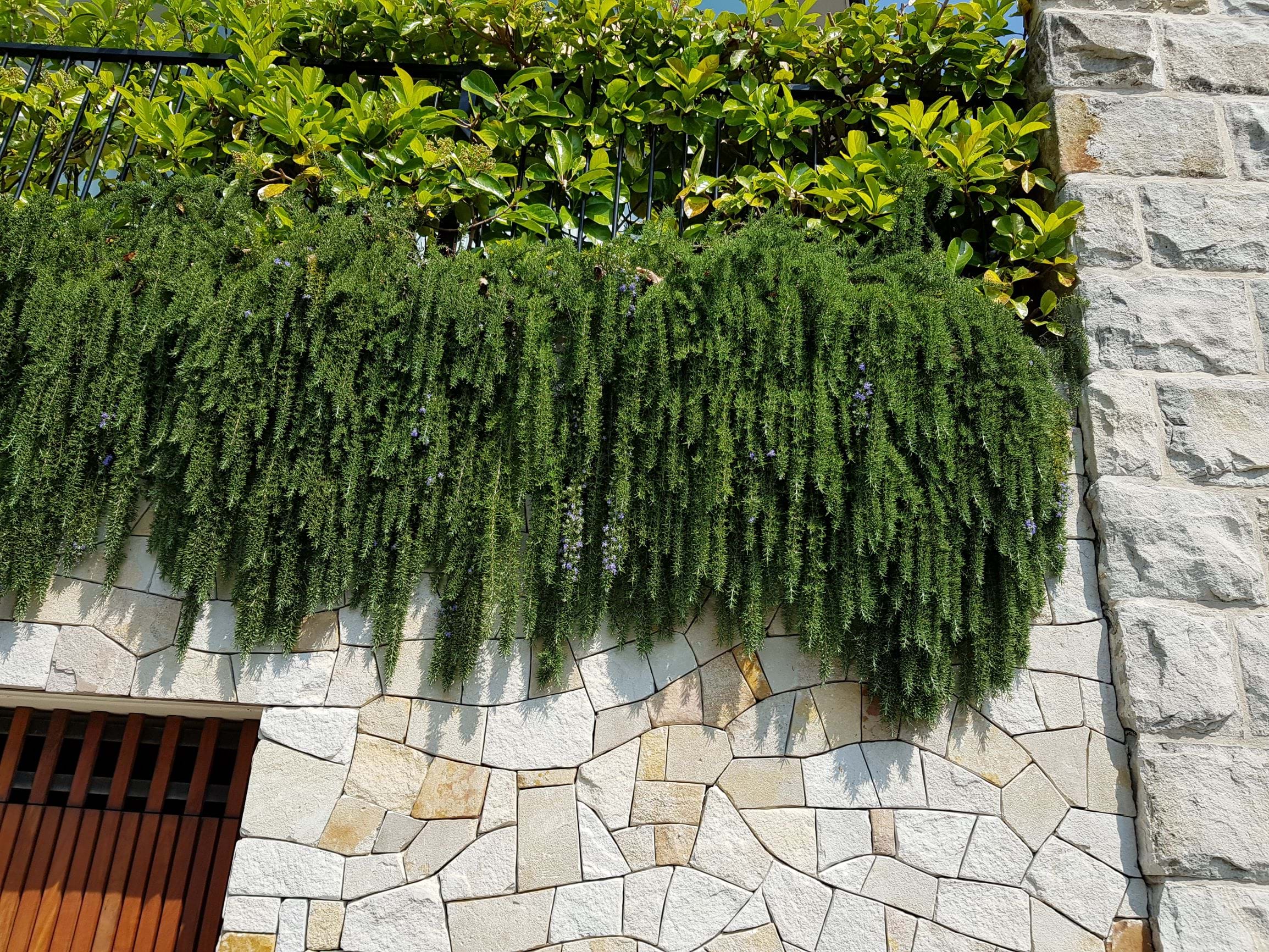 Rosemarinus prostratus