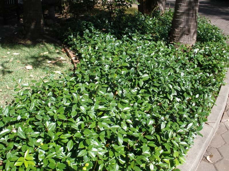 Trachelospermum jasminoides