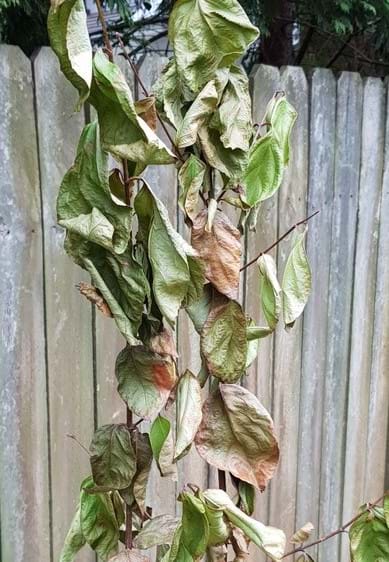 Viburnum odoratissimum | Landscape Design