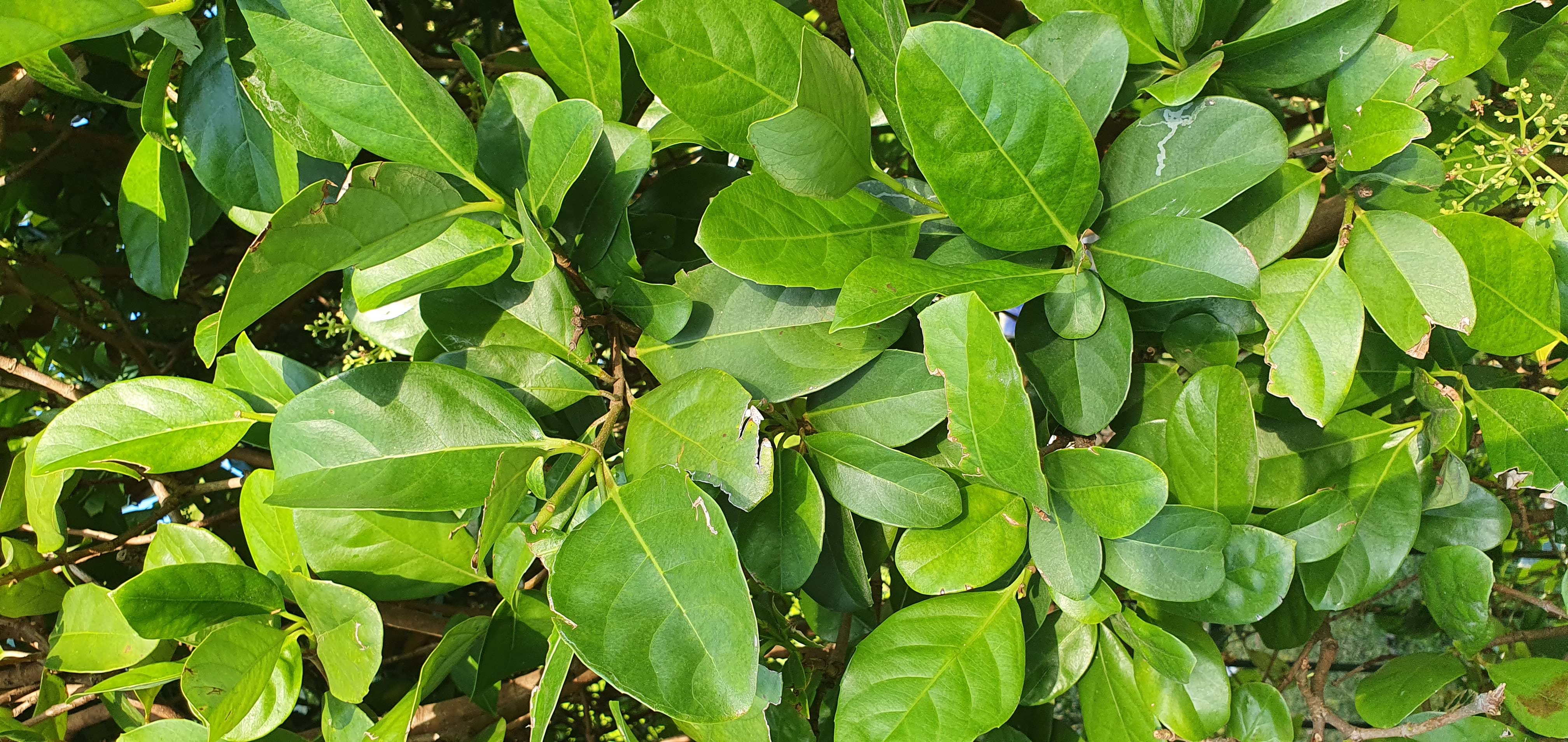 Viburnum odoratissimum