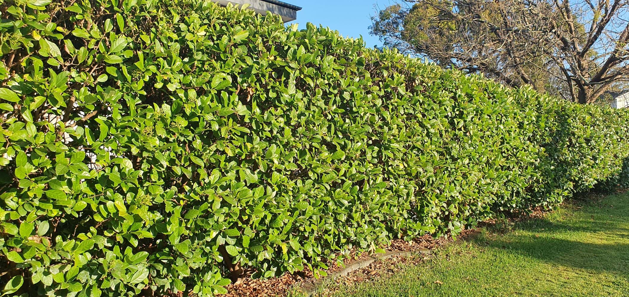 Viburnum odoratissimum Green Emerald