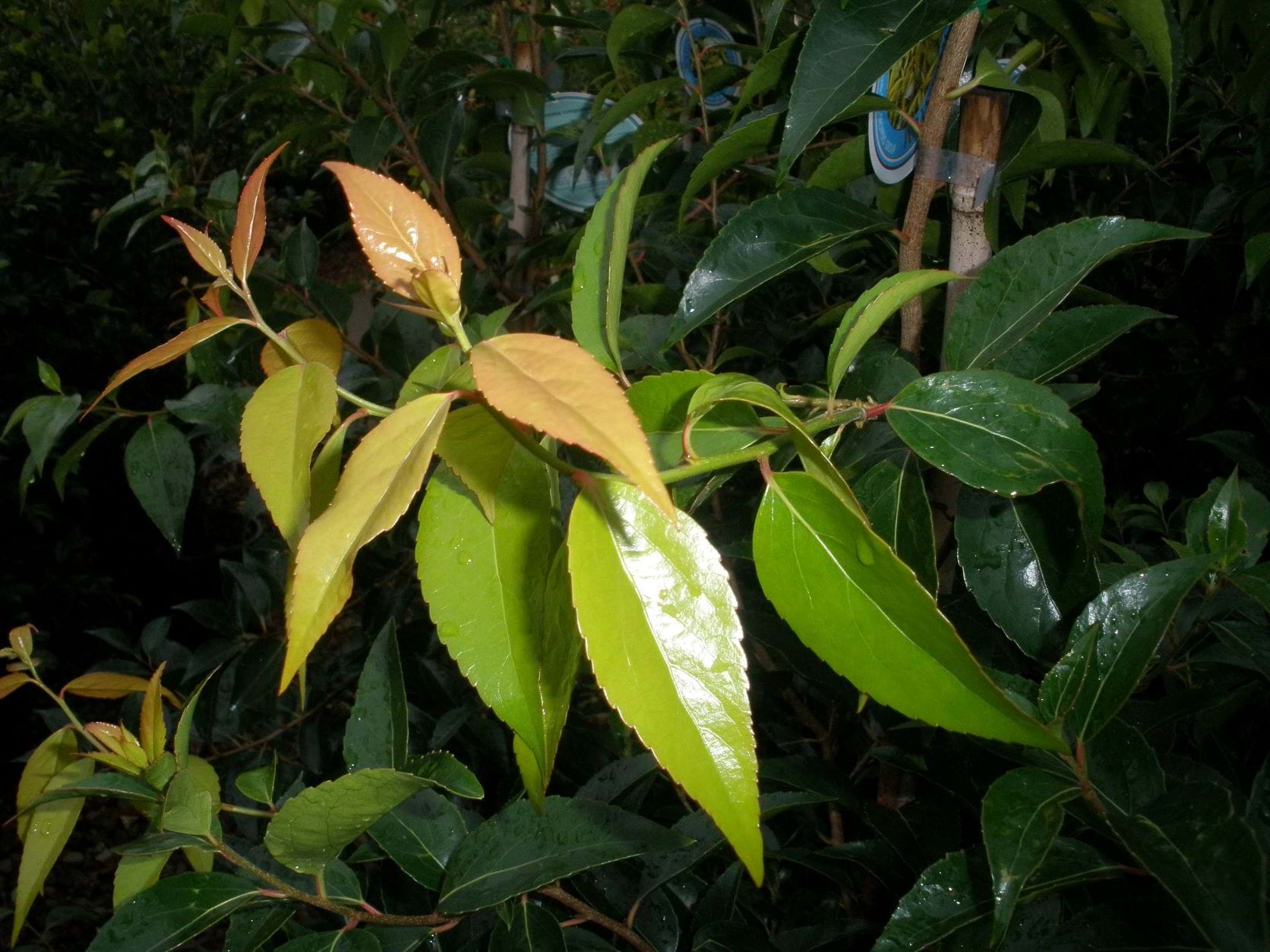 Xylosma senticosum
